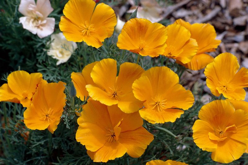 California Poppy