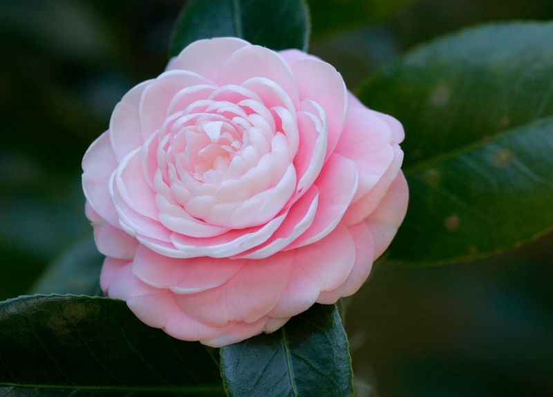 Camellia