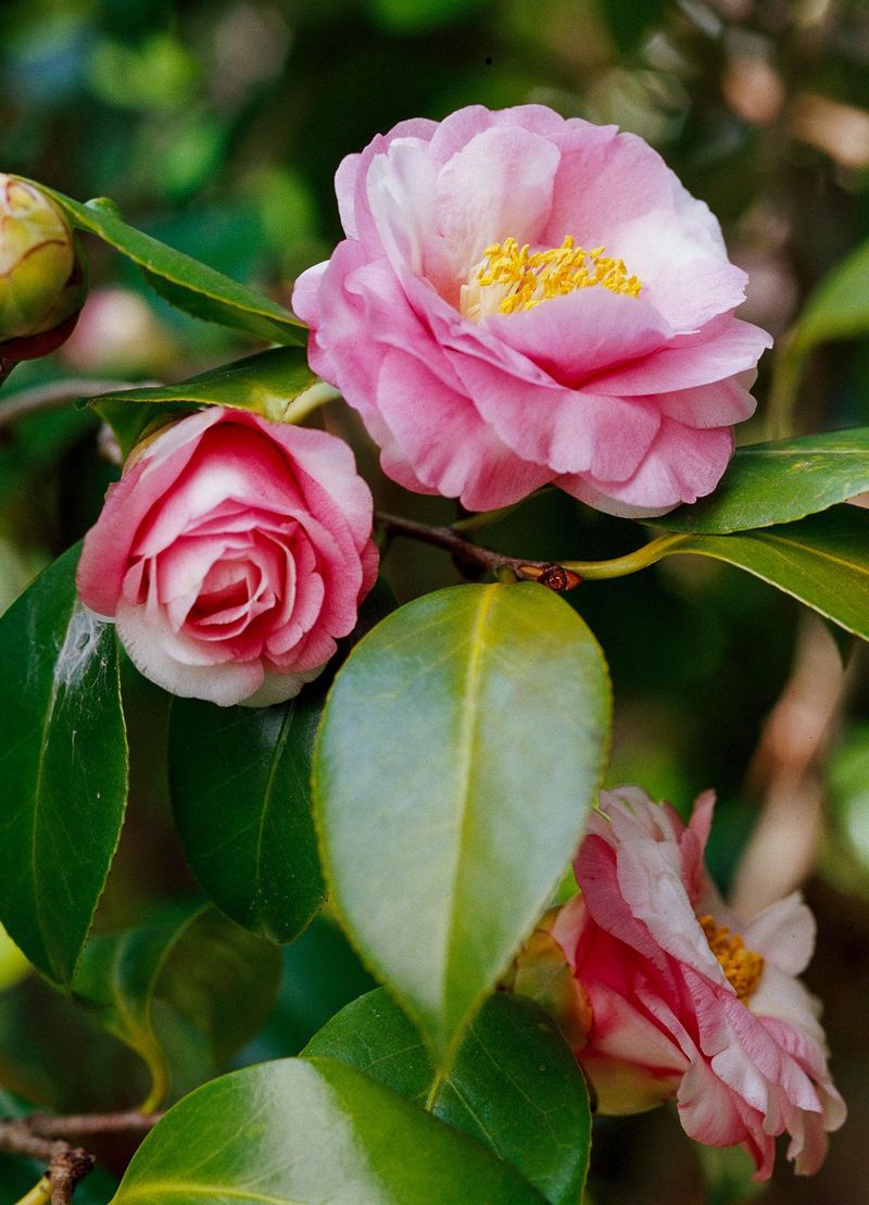 Camellia