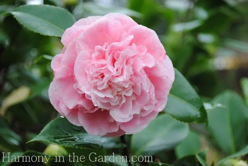 Camellia and Bluebells