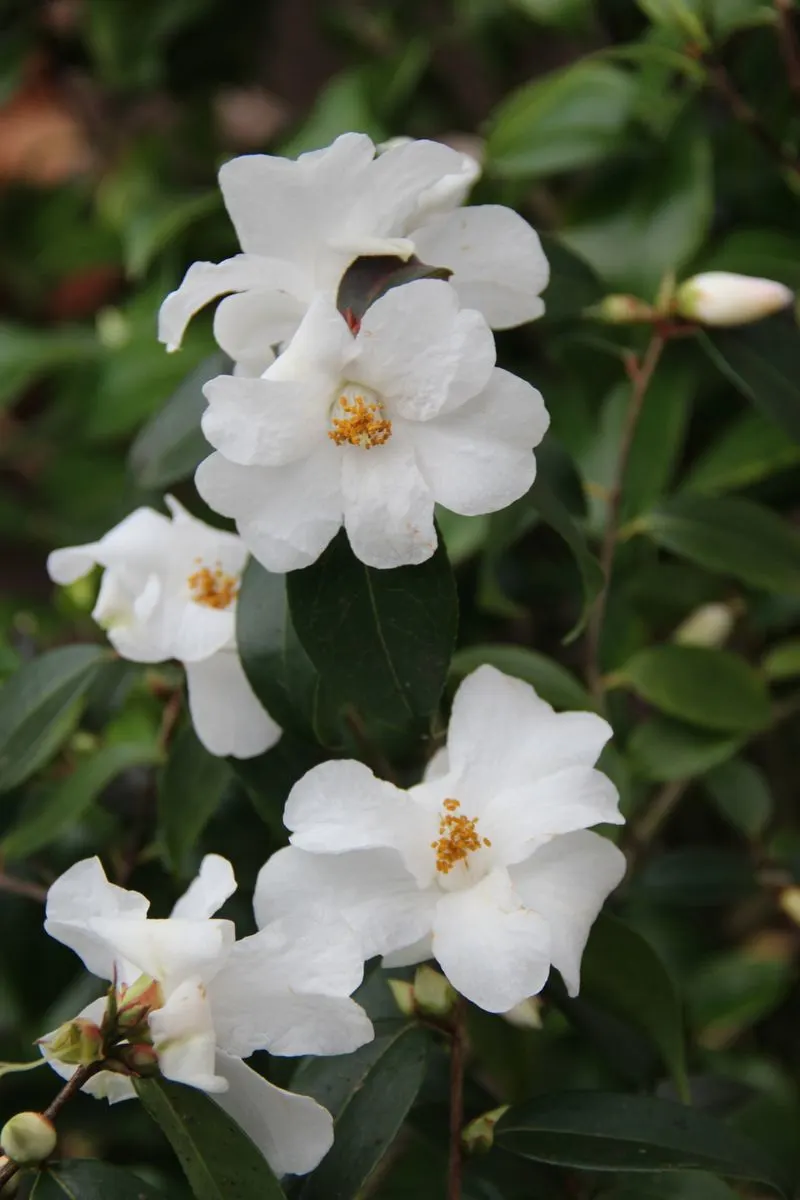 Camellia 'Cornish Snow'