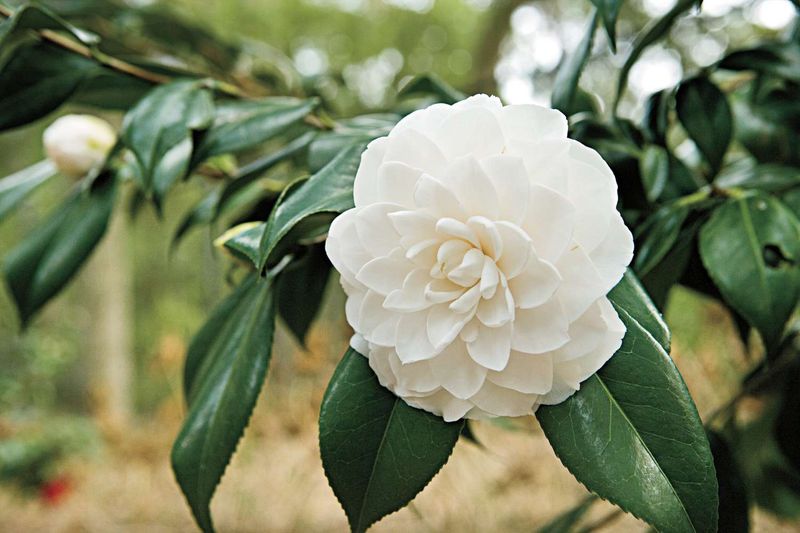 Camellias