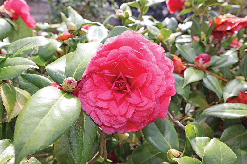 Camellias