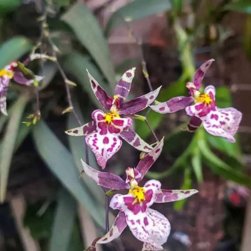 Camouflage Orchids