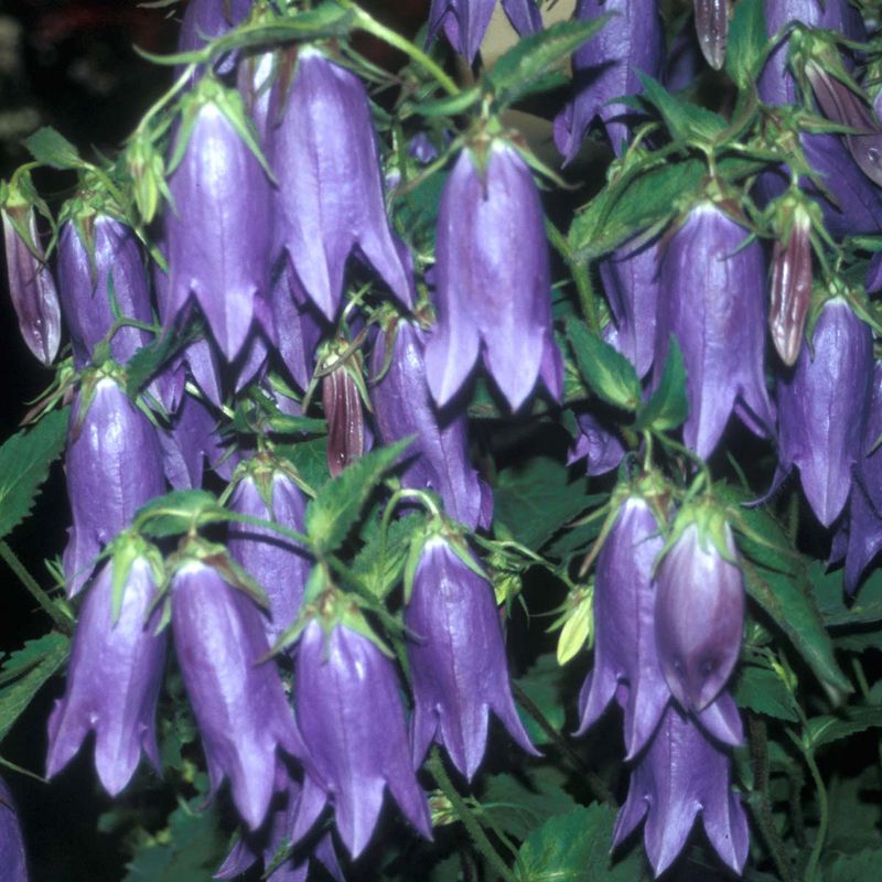 Campanula 'Sarastro'