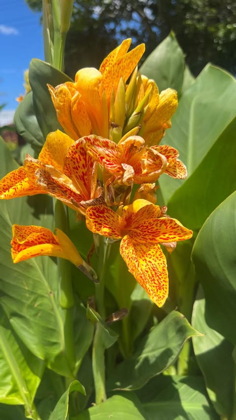 Canna Lily