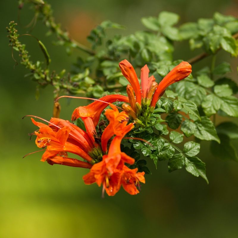 Cape Honeysuckle