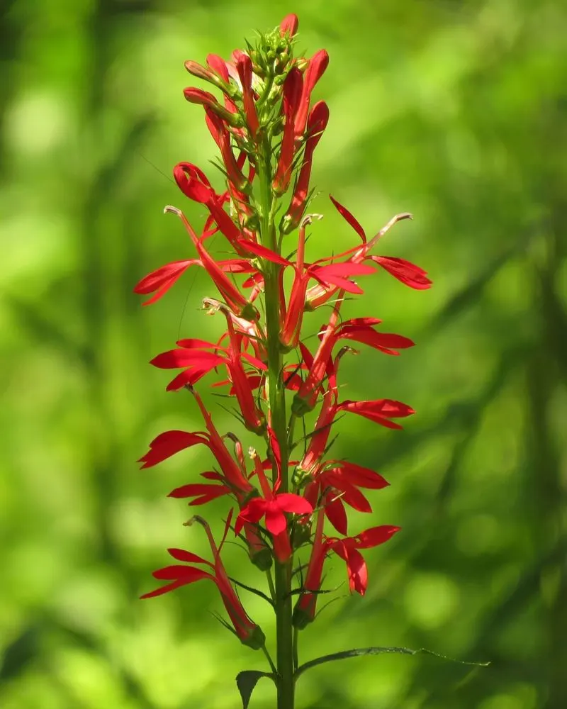 Cardinal Flower