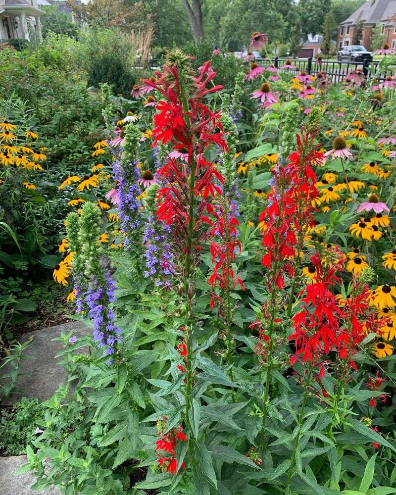 Cardinal Flower