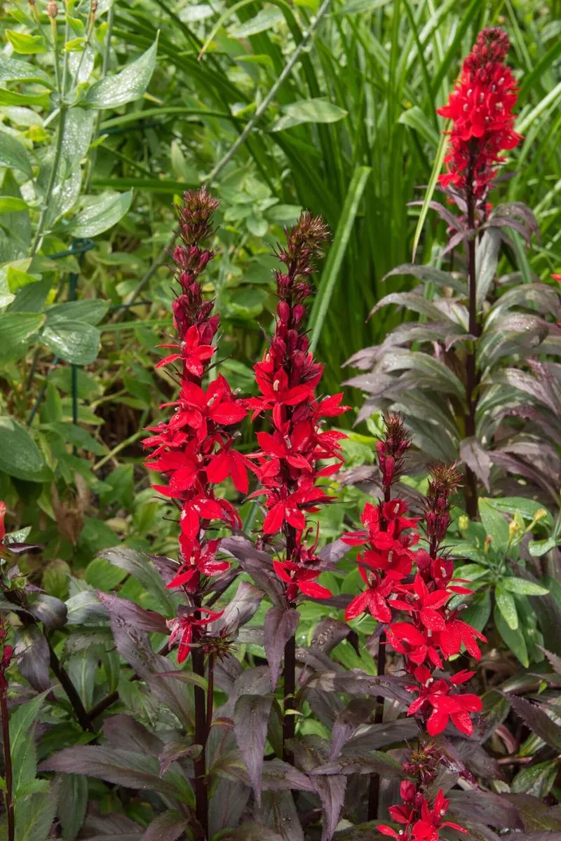 Cardinal Flower