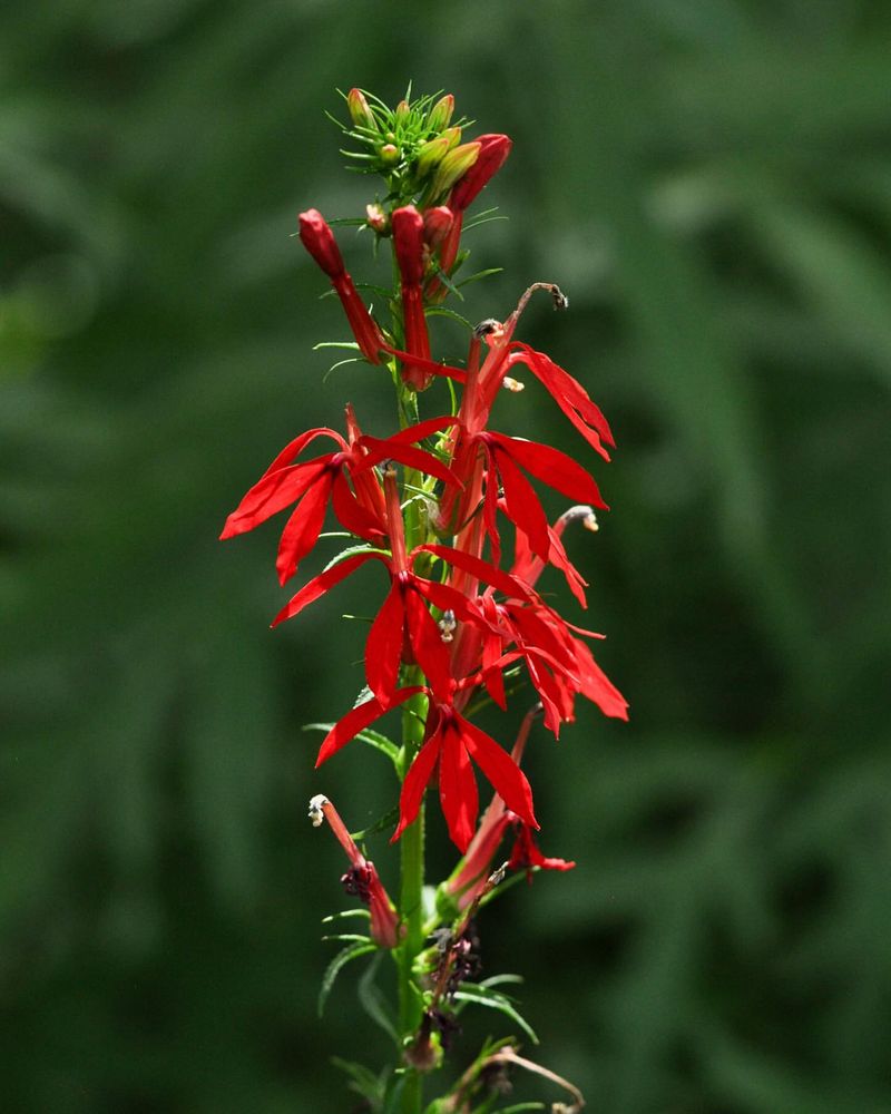 Cardinal Flower