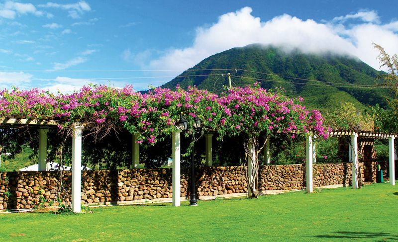 Caribbean Calypso Garden