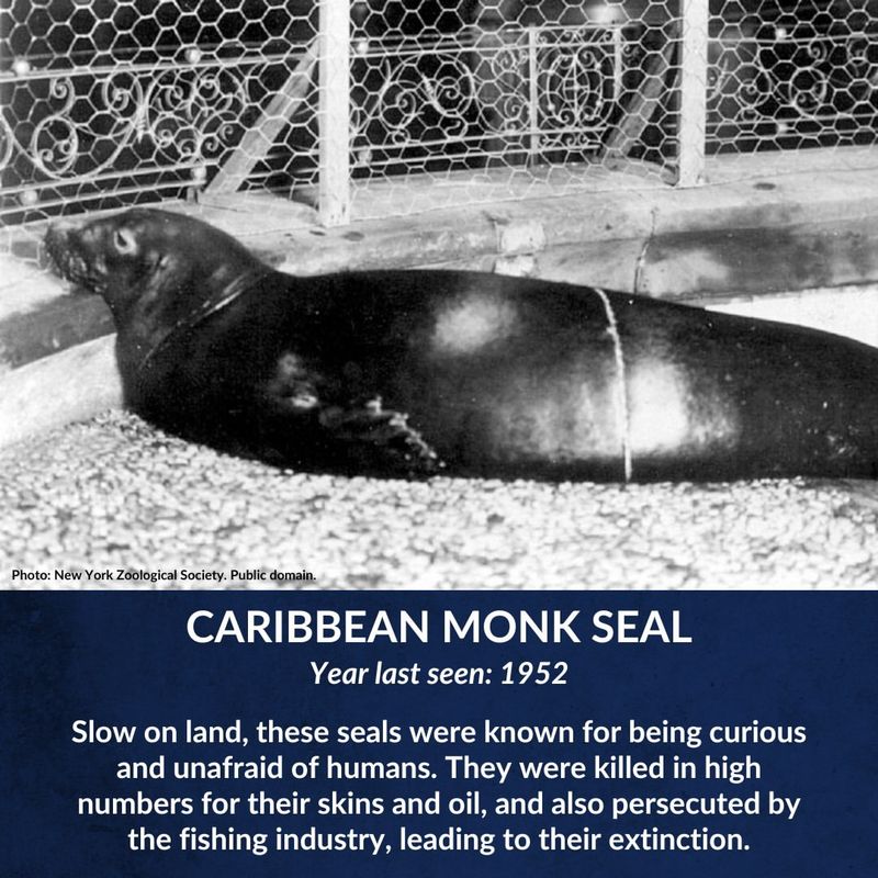 Caribbean Monk Seal