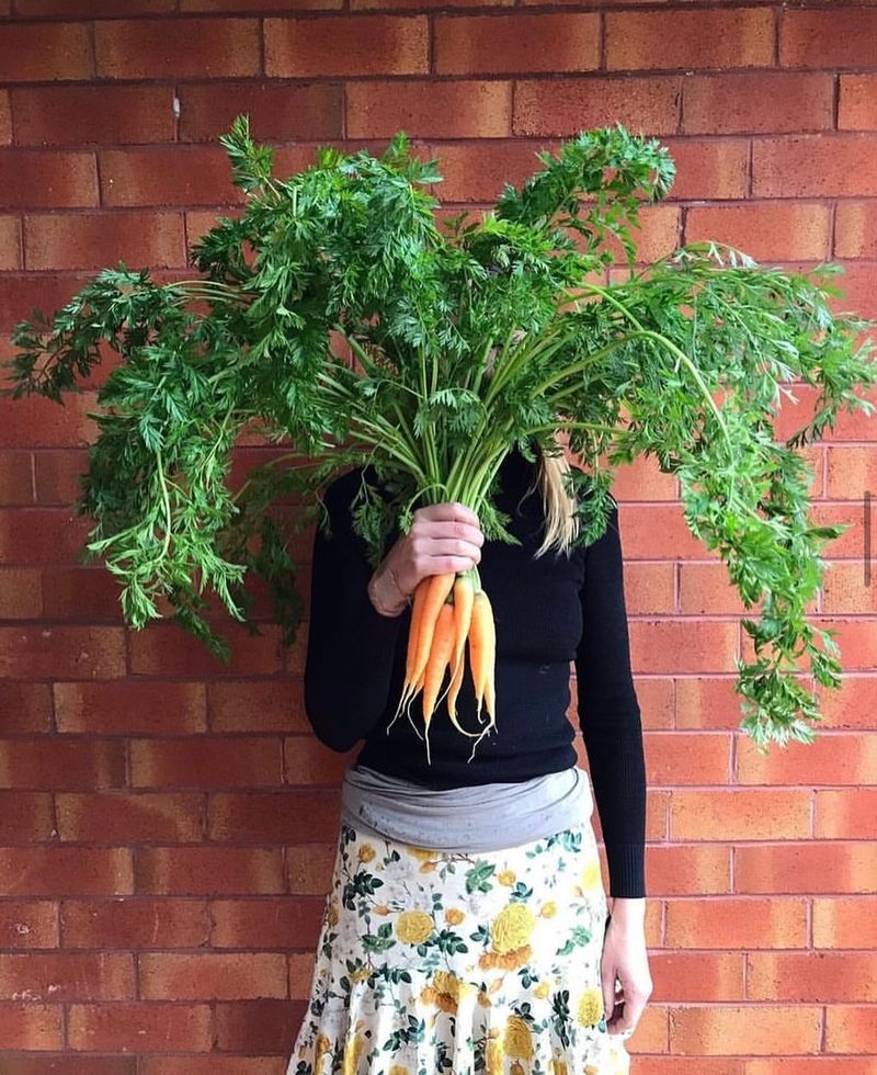 Carrot Tops