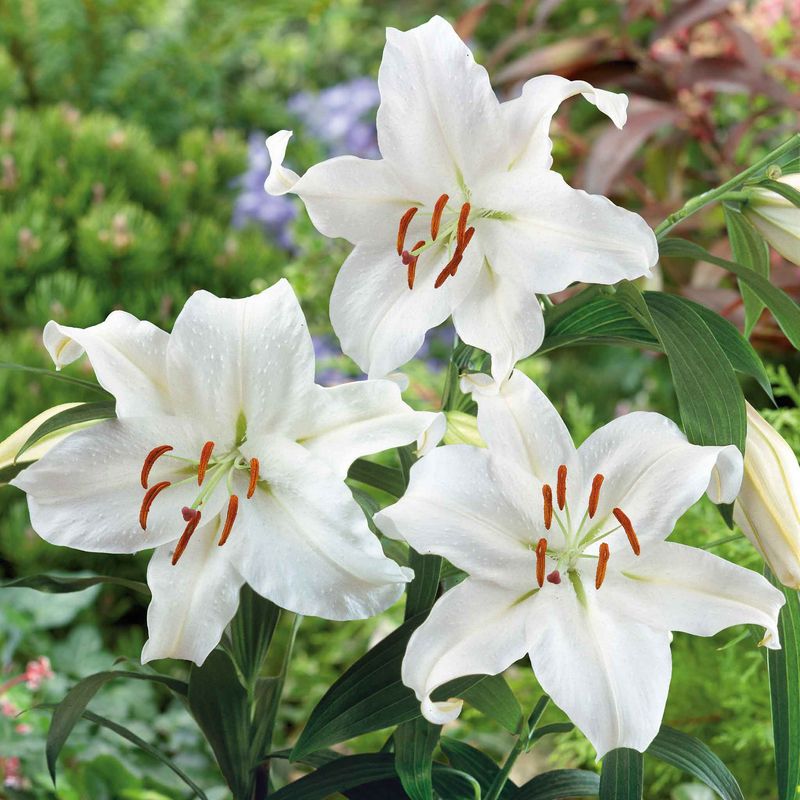 Casa Blanca Lily