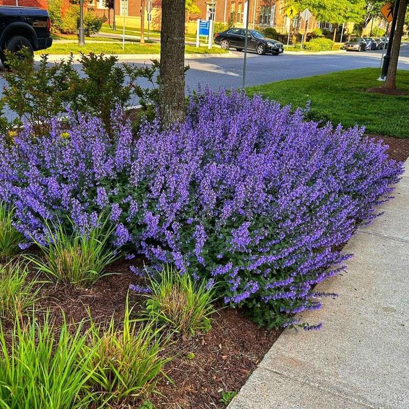 Catmint (Nepeta)