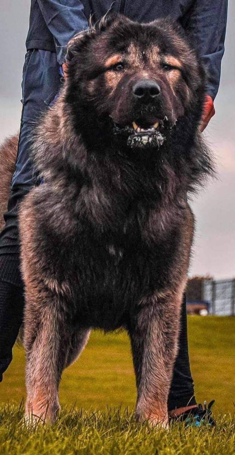 Caucasian Shepherd Dog