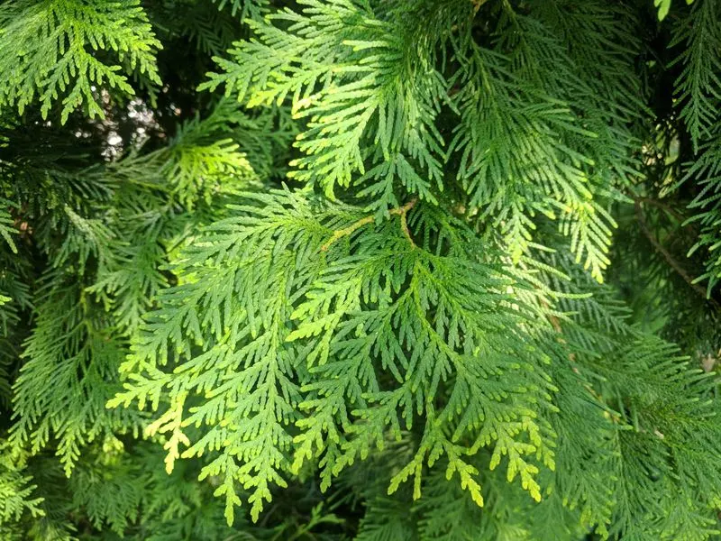 Cedar