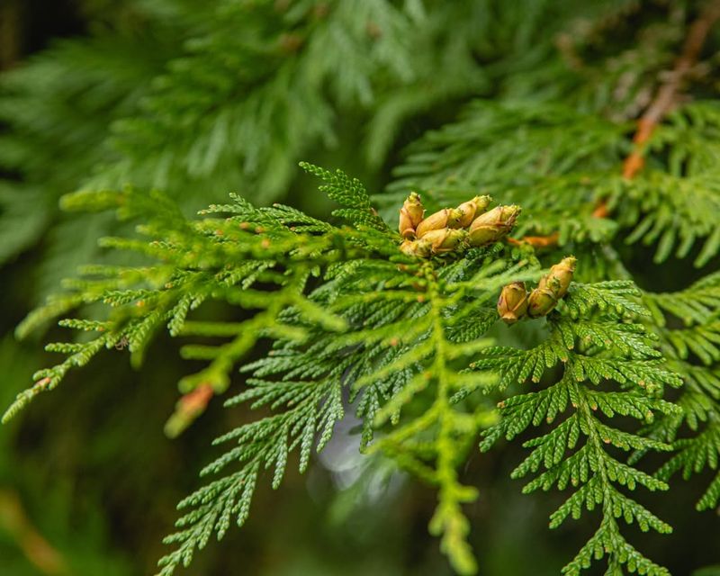 Cedar