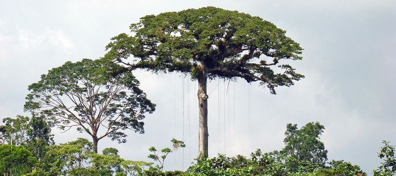 Ceiba Tree