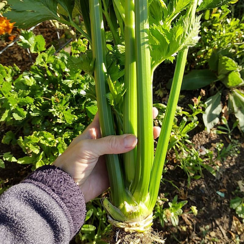 Celery