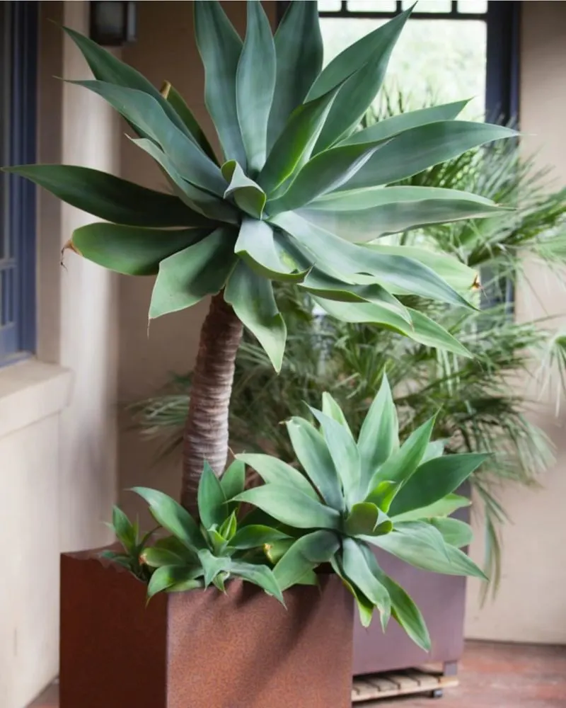 Century Plant (Agave attenuata)