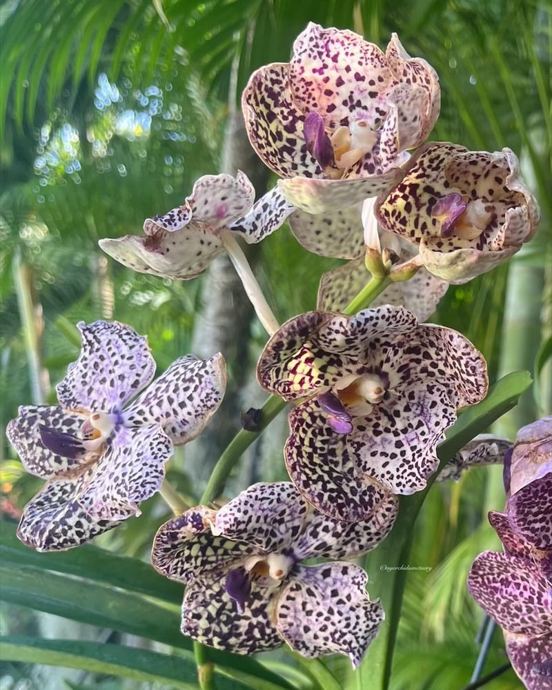 Chameleon Flower