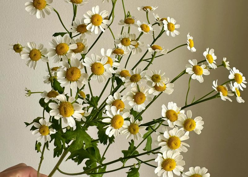 Chamomile