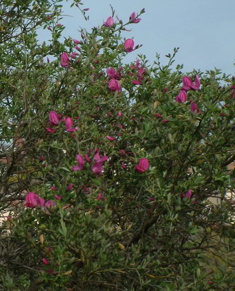 Chaparral Pea