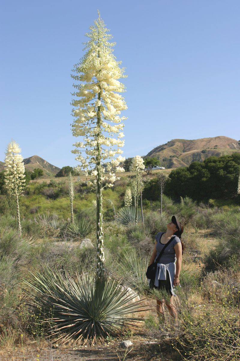 Chaparral Yucca