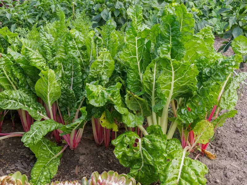 Chard