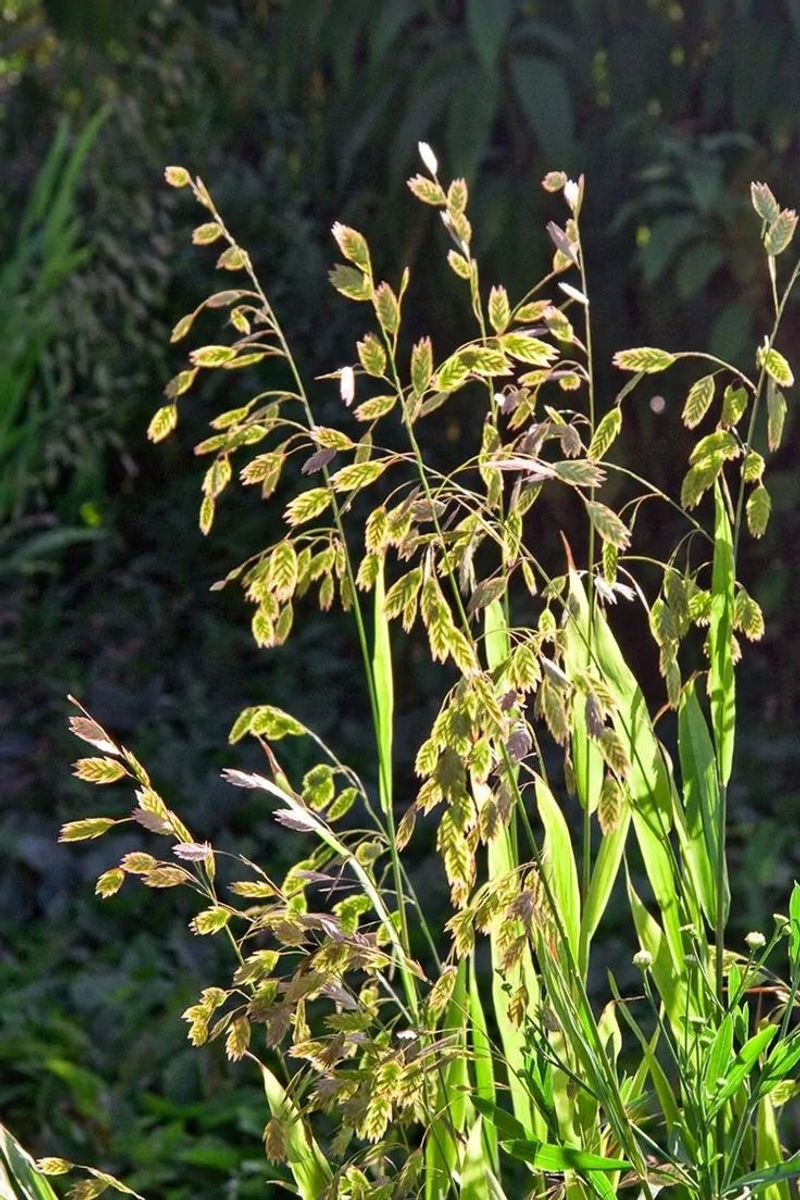 Chasmanthium latifolium