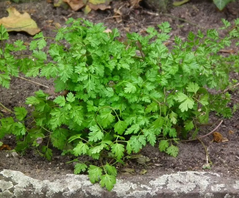 Chervil