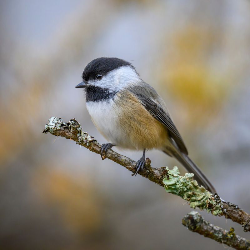 Chickadee