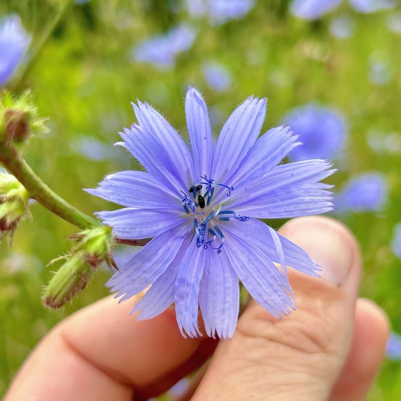 Chicory