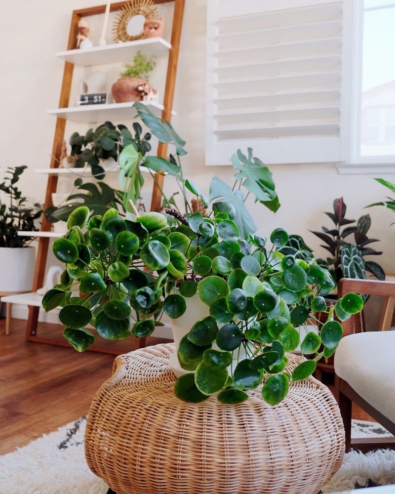 Chinese Money Plant (Pilea peperomioides)