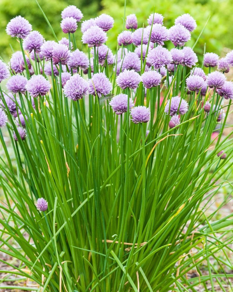 Chives