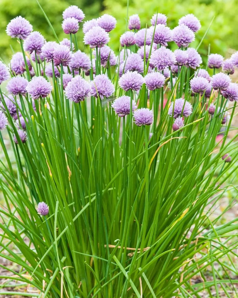 Chives