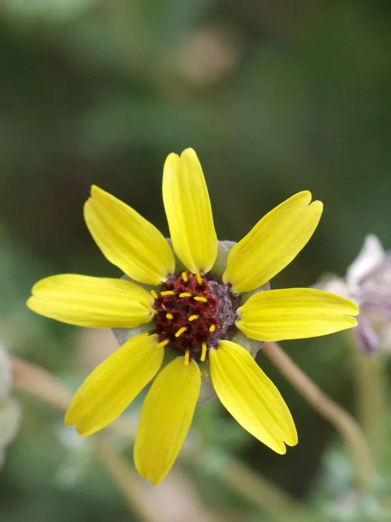 Chocolate Flower