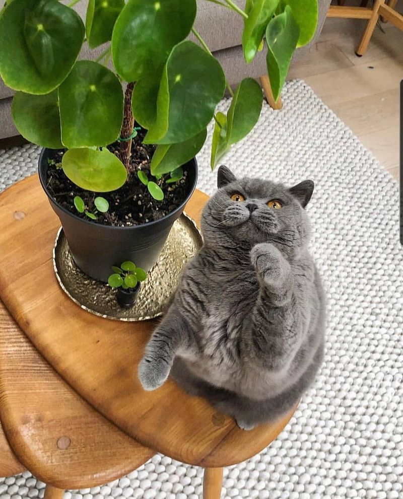 Choose Cat-Friendly Plants