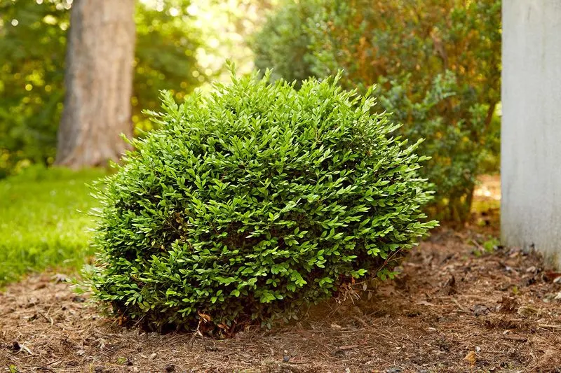 Choose Low-Maintenance Shrubs