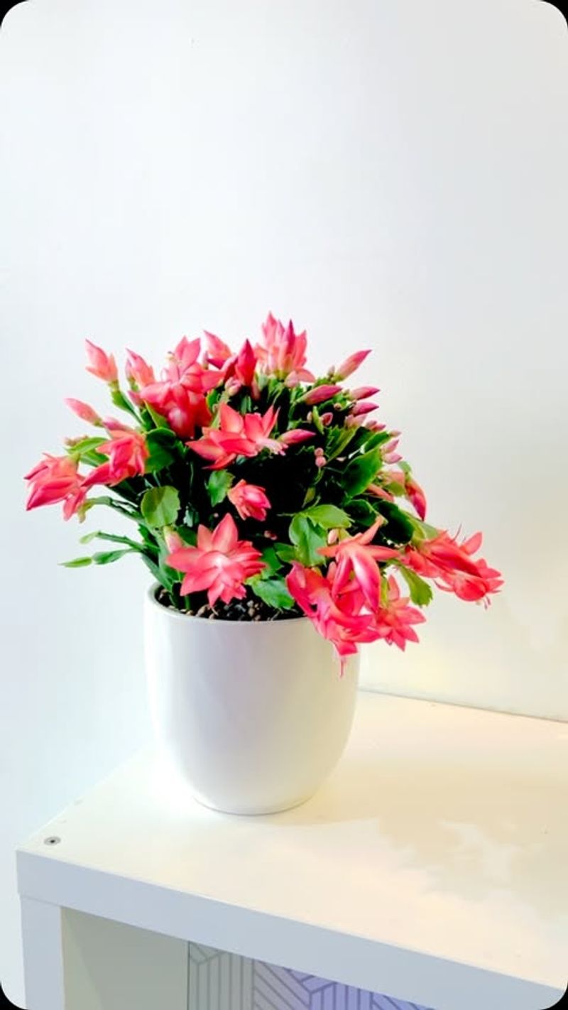 Christmas Cactus