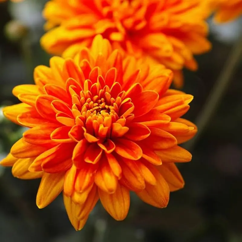 Chrysanthemum