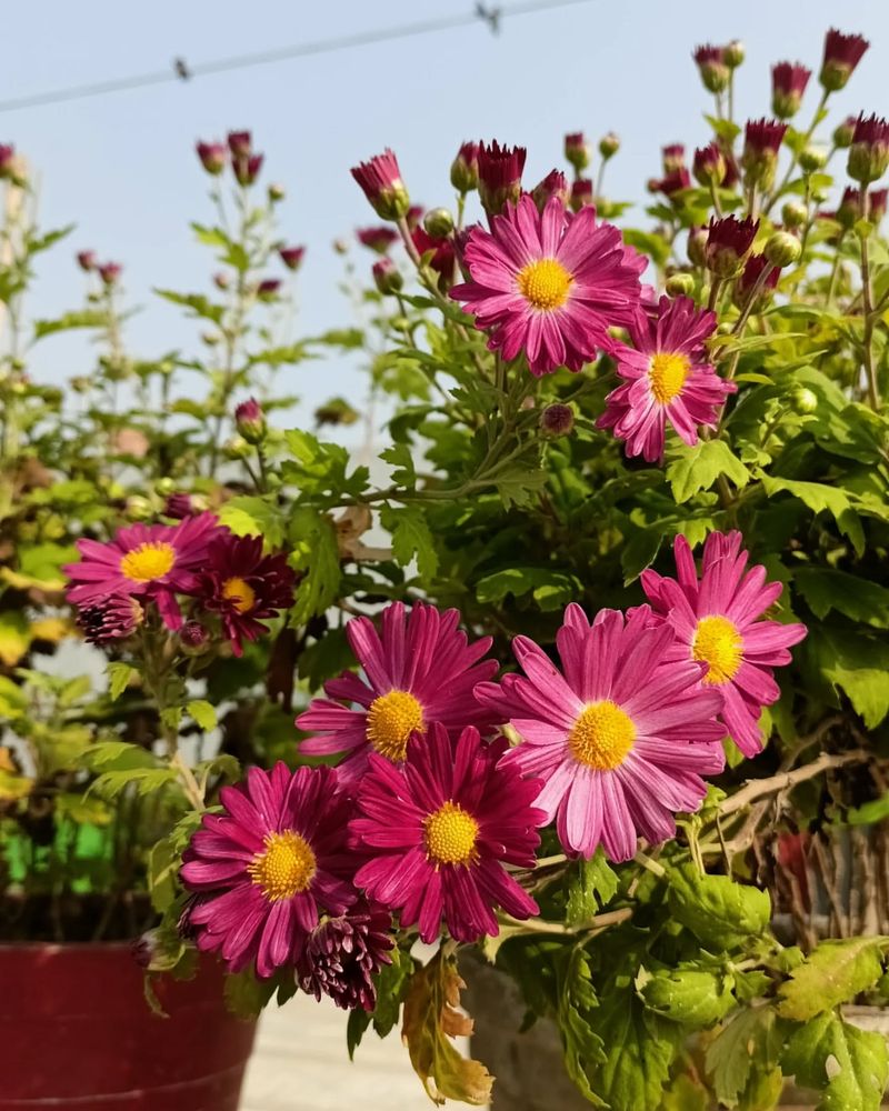 Chrysanthemums