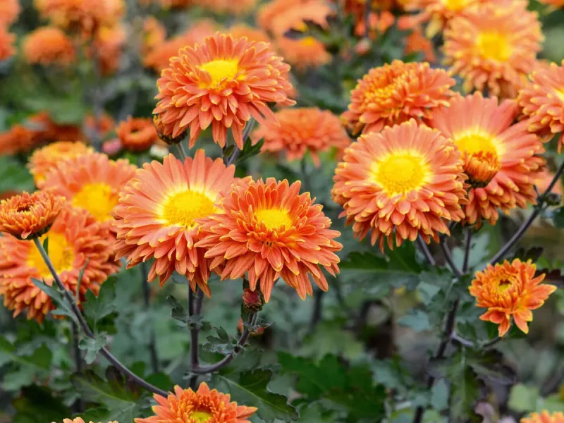 Chrysanthemums