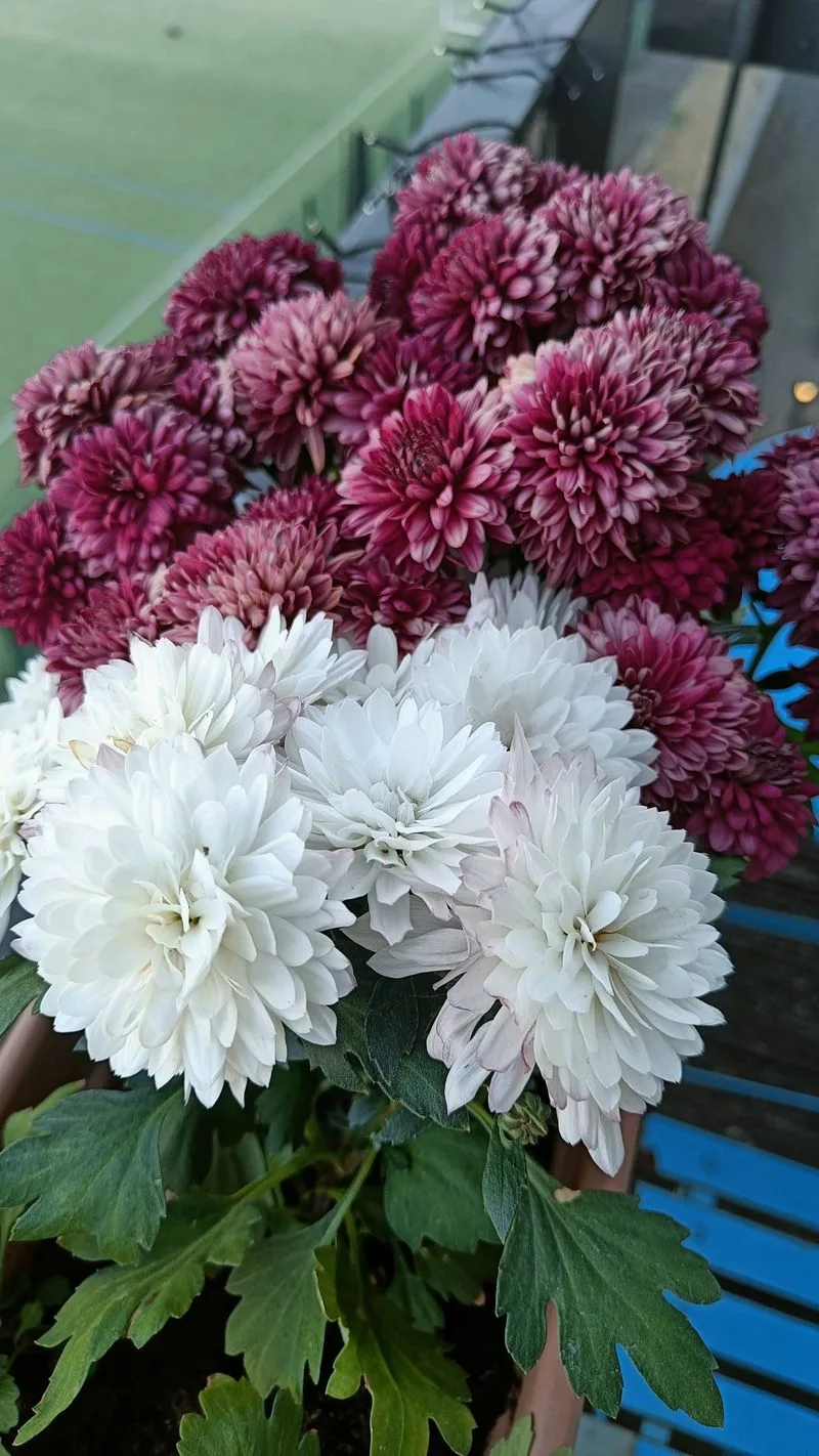 Chrysanthemums