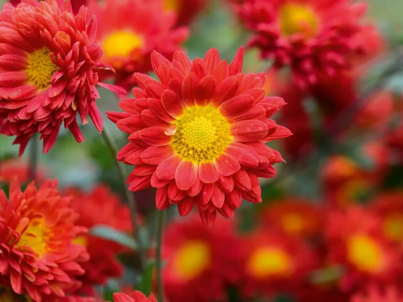 Chrysanthemums