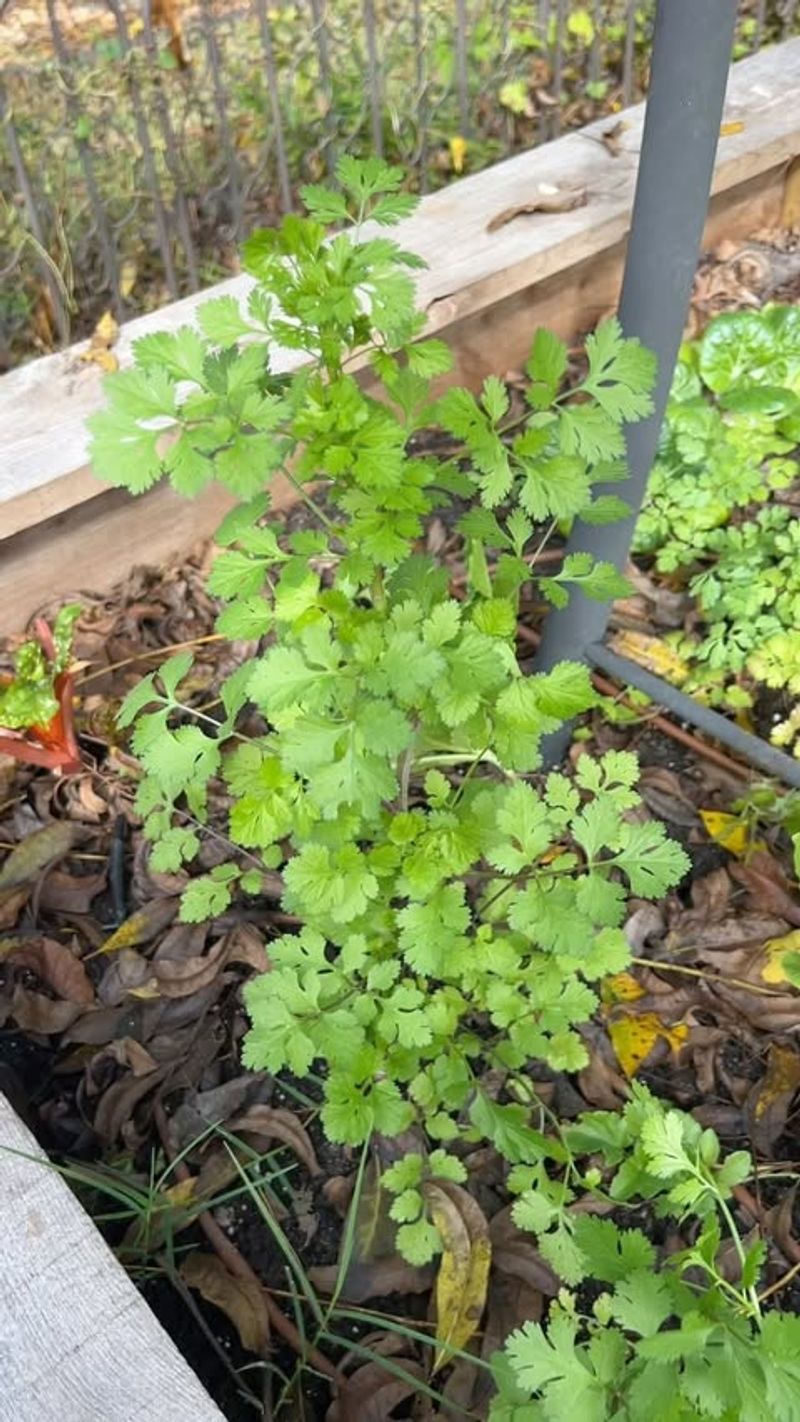 Cilantro