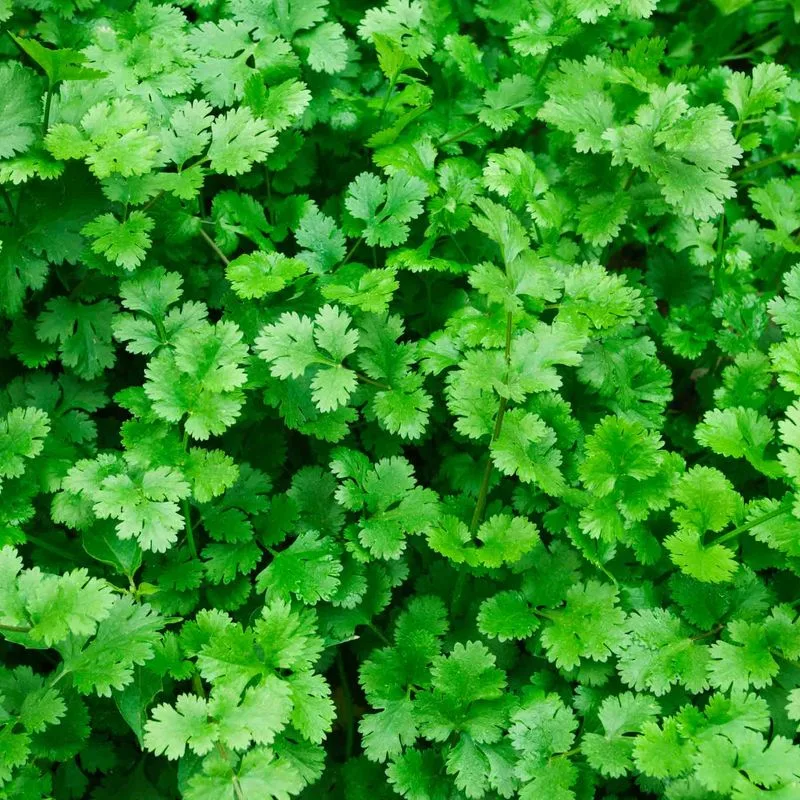 Cilantro