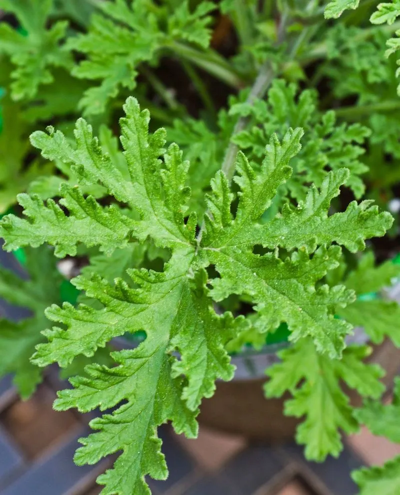 Citronella